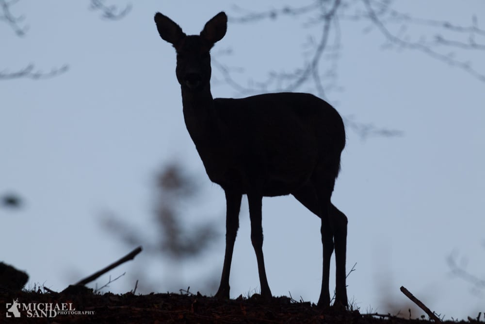 DN: Krybskytteri kan næppe forhindres med øget stikprøvekontrol MG 9564-2