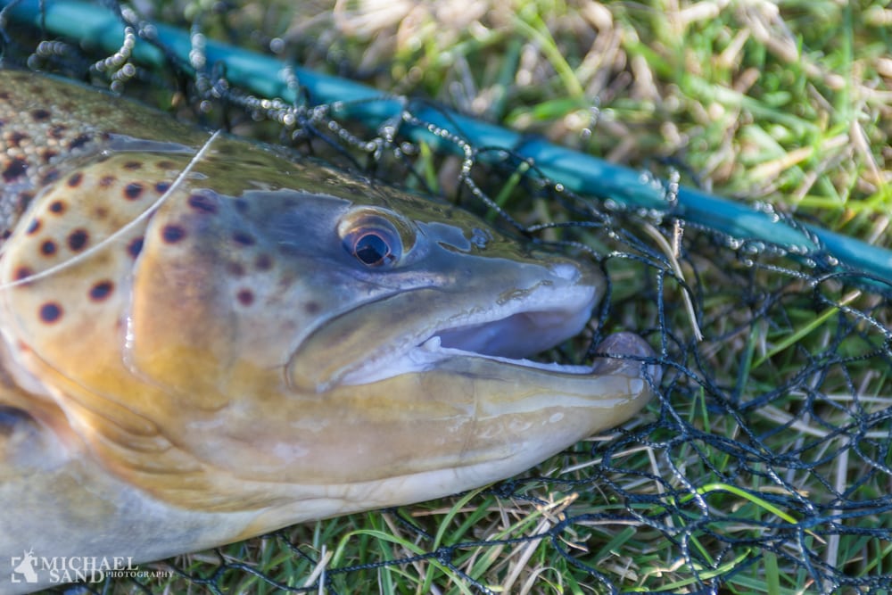 Lystfiskeriet styrkes: 40 mio. kr. til flere fisk