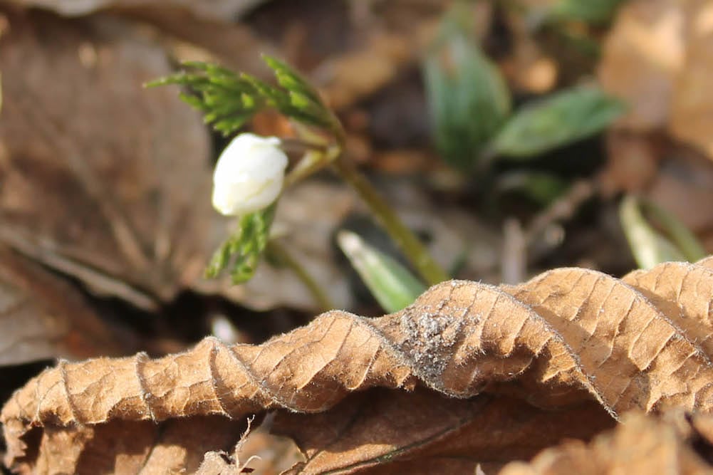 De første anemoner er sprunget ud