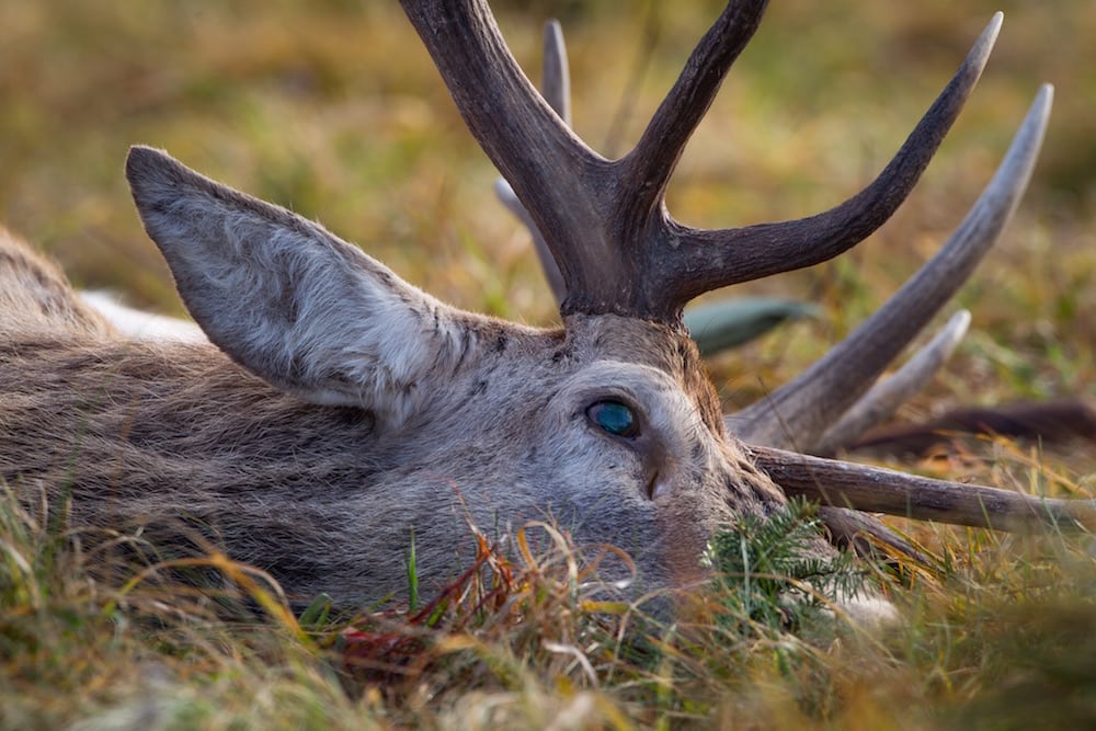 Jagt udlejes i Thy Sådan blev de to krybskytter ved Ulfborg taget på fersk gerning