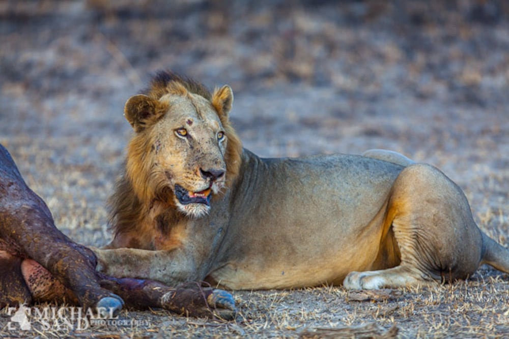 Lion