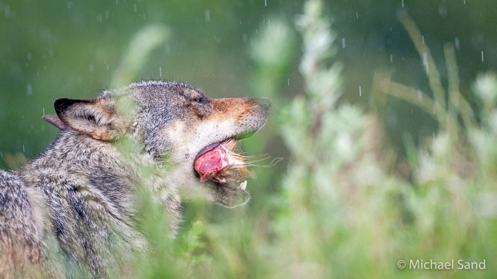 Pris på en ulvedræbt hund