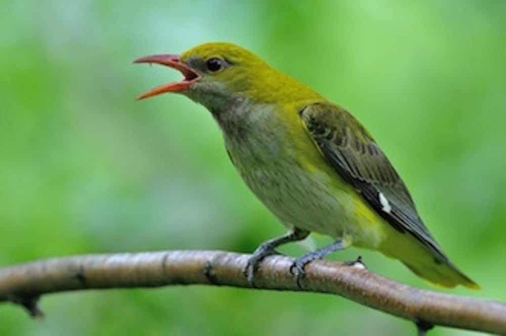 Kommuner svigter sjældne fugle og planter Kommuner svigter sjældne fugle og planter
