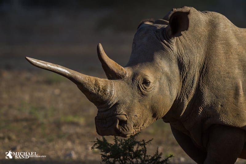 EU strammer reglerne for import af visse trofæer Rhino netnatur