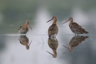 Gratis fugleture til 30.000 fugleglade på facebook Stor kobbersneppe fugleapp