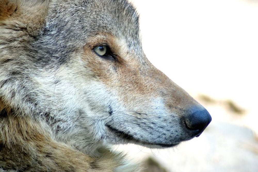 Ulvejagt i Sverige truer ikke bestanden Ulvejagt i Sverige truer ikke bestanden