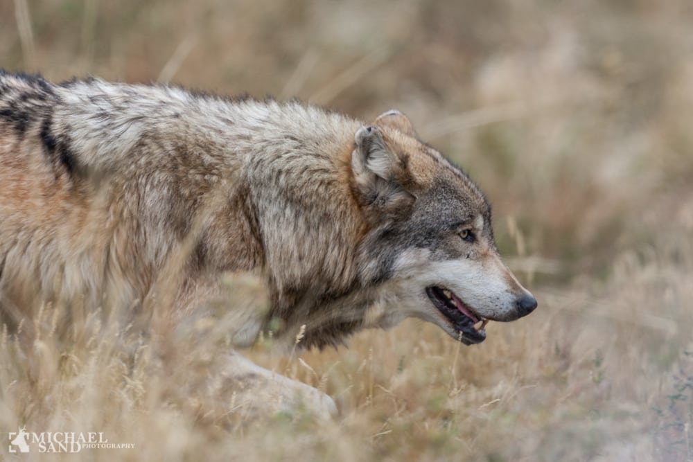 Tredje ulvezone i Idaho lukket for jagt