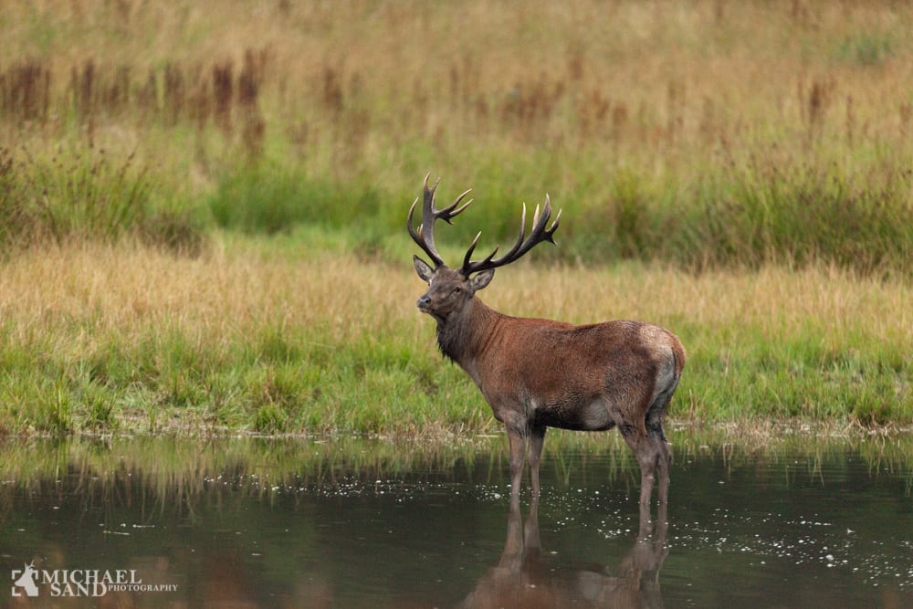 Hjorteaften med indsamling til Jægere mod Cancer