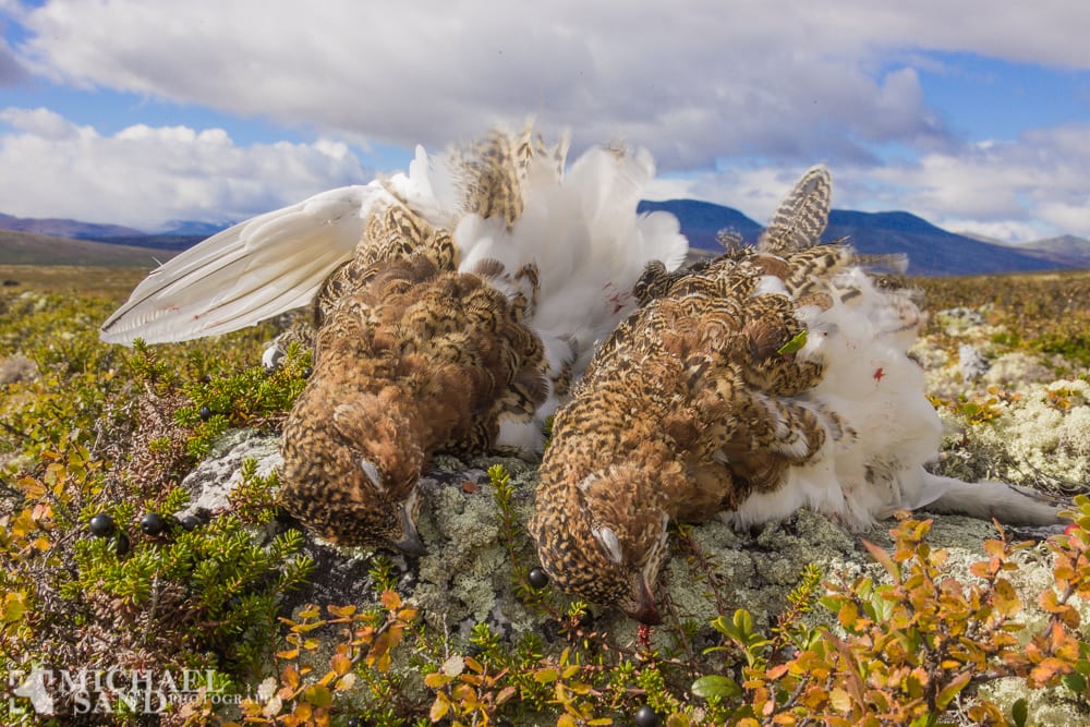 Norge: Ryper på vej til liste over næsten udryddelsestruet P2A0673