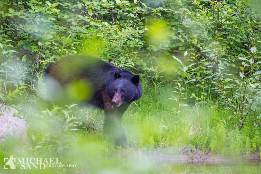 Bjørnebeskyttelse til rygsækken P9F4138