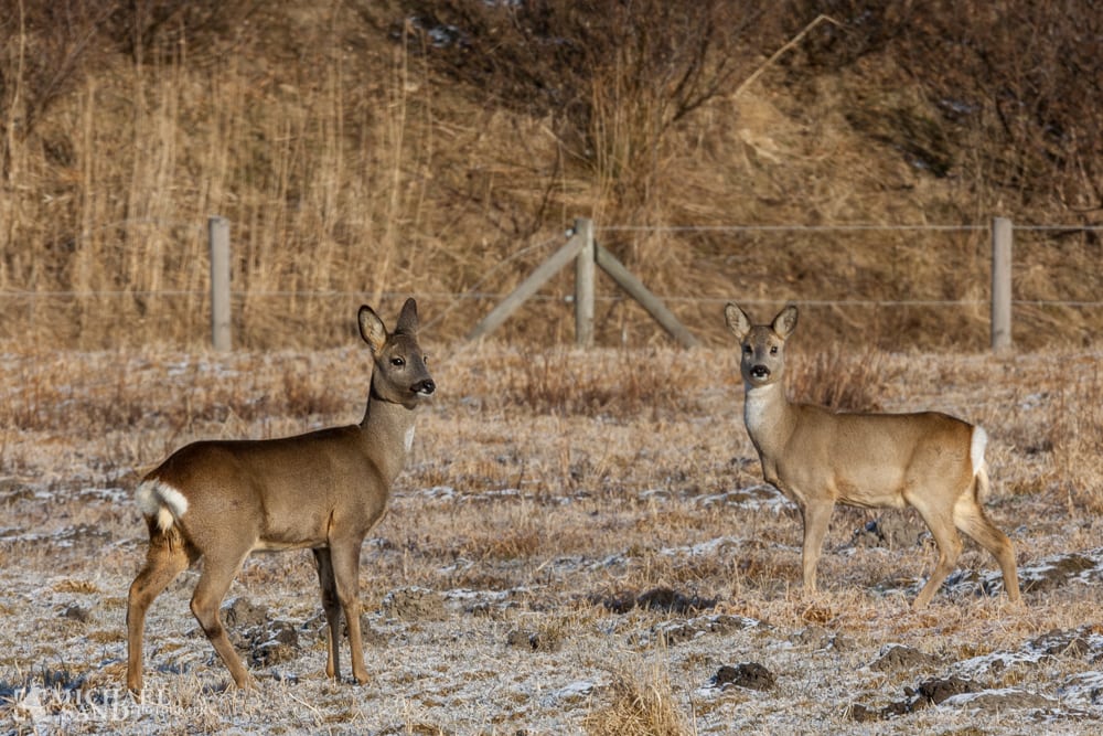 Råvildt har ædt 15.000 nyplantede egetræer raavildt i hegn