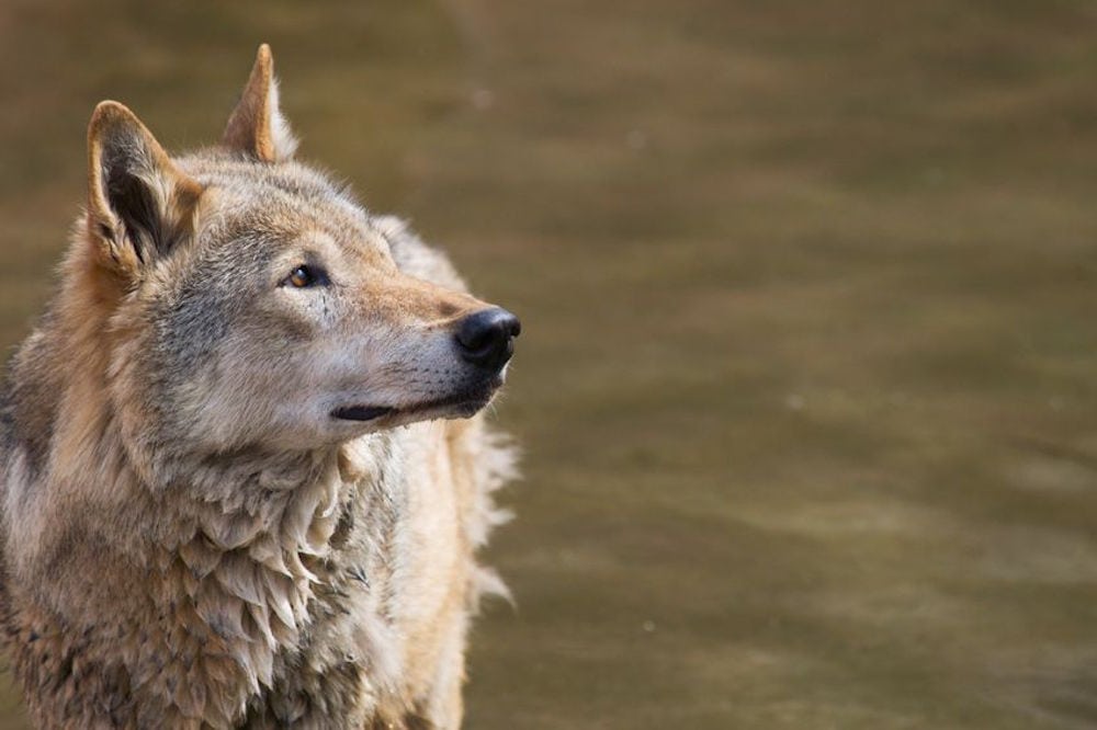 Nyt ulveatlas fra Naturhistorisk Museum Nyt ulveatlas fra Naturhistorisk Museum