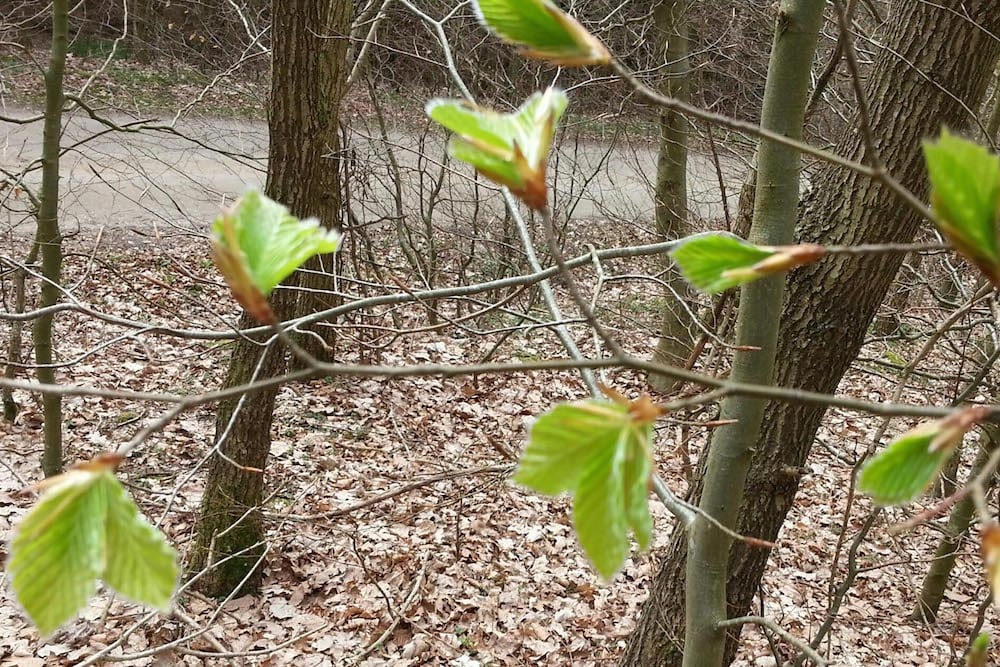 Så er det ganske vist: Bøgen er sprunget ud