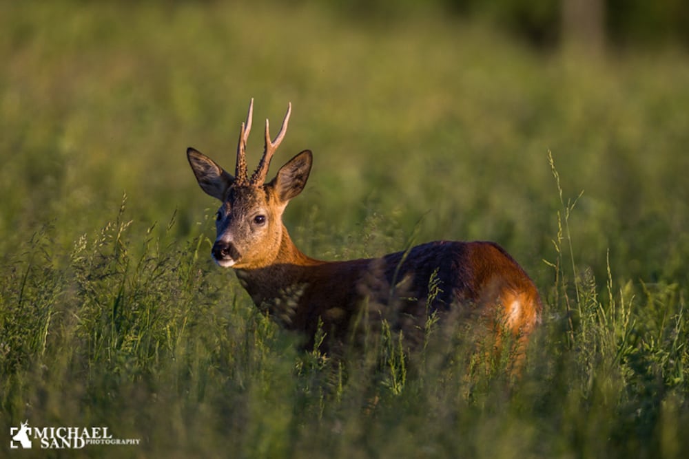 Auktion over jagtoplevelser 2016 Auktion over jagtoplevelser 2016