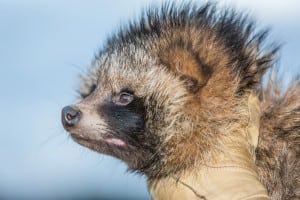 Maarhund invasiv netnatur