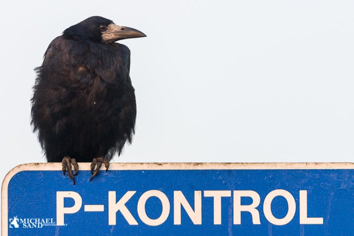 Kragefugle har absolut ikke kyllingehjerner