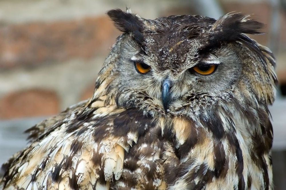 Stor hornugle – den europæiske ugle-sværvægter Stor hornugle - den europæiske ugle-sværvægter