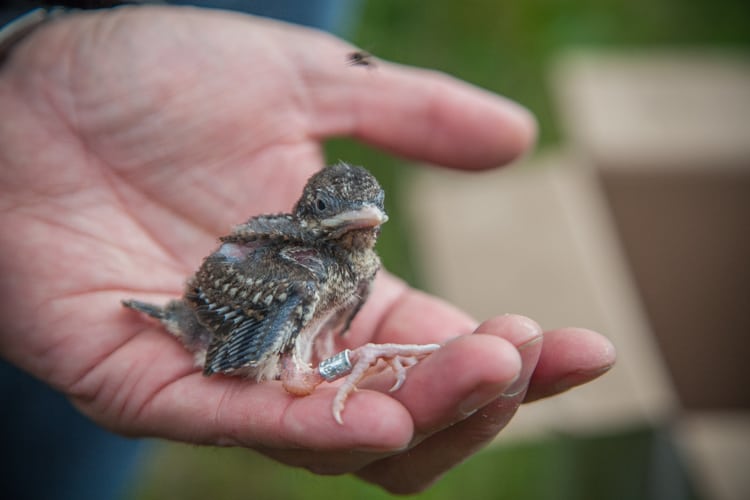 Forhold med ring på