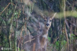 Efterlyses: Har du ønsker til den sønderjyske natur?
