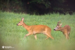 Hvornår slutter dansen?