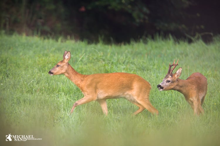 Hvornår slutter dansen?