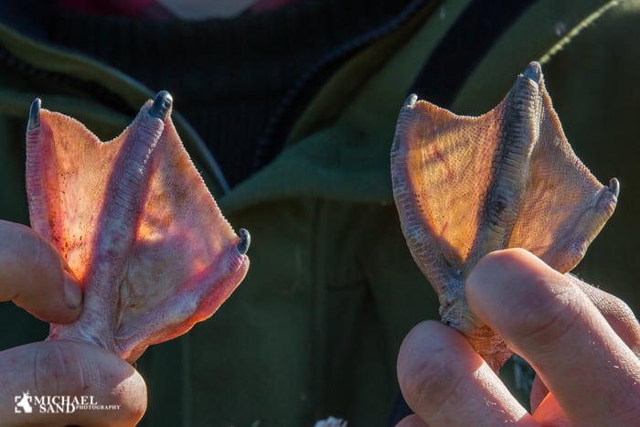 Hvad adaptiv forvaltning er – og ikke er Hvad adaptiv forvaltning er – og ikke er