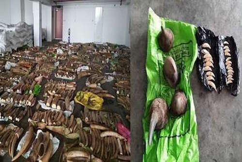 Elfenben fra Kenya beslaglagt