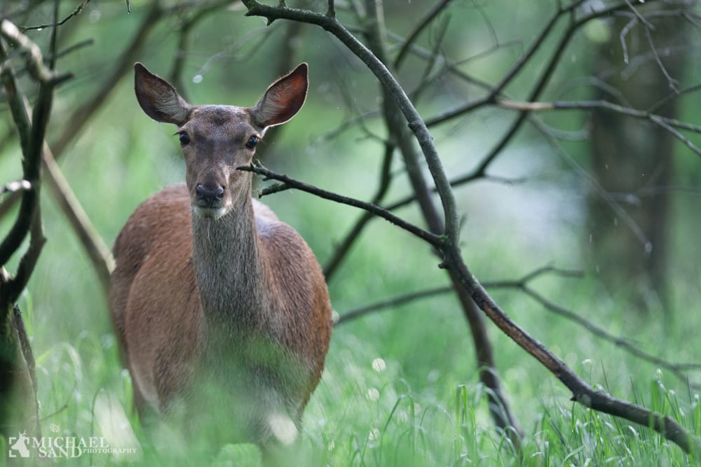 Naturnær skovdrift – når naturen klarer det selv Naturnær skovdrift - når naturen klarer det selv