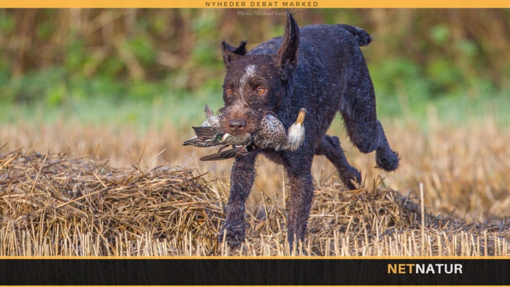 VIDEO: Den sidste jagt