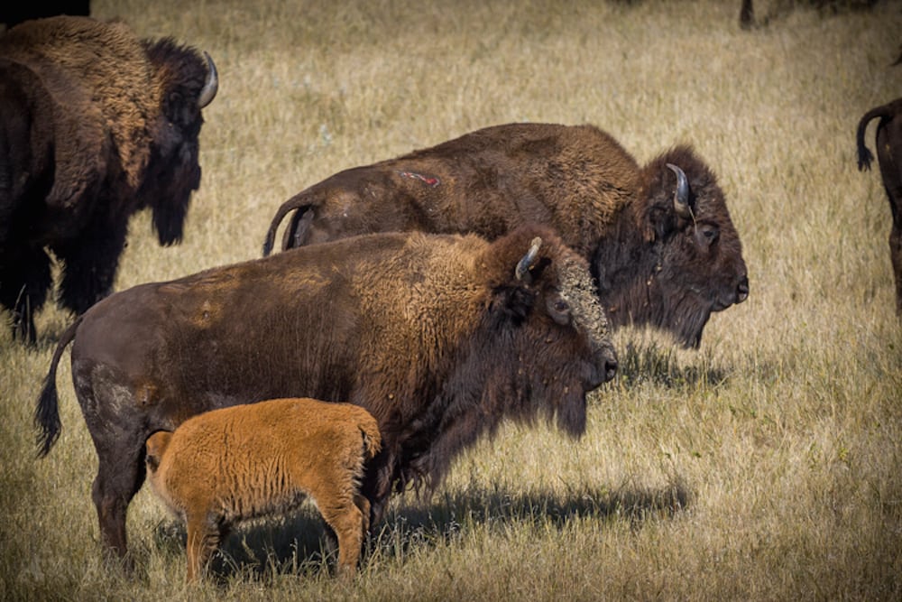 Skovbison