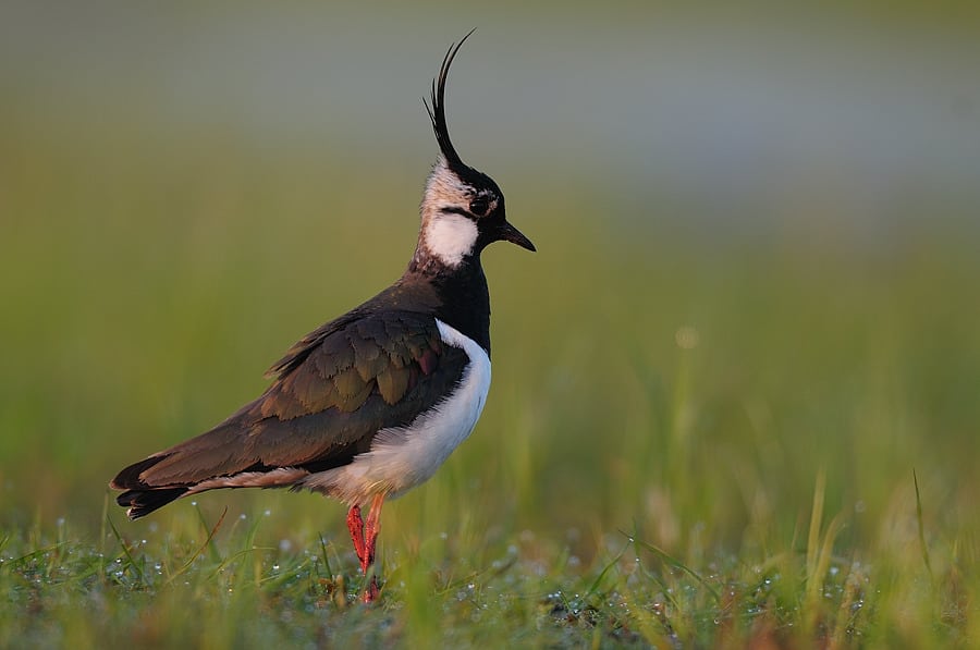 Viben mangler levesteder i Danmark