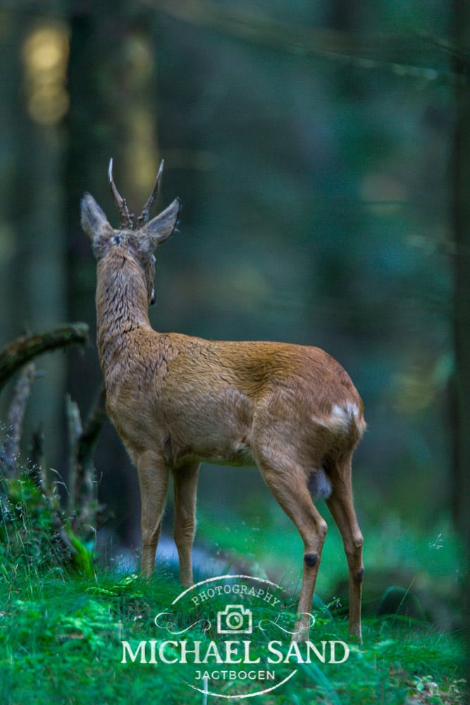 De danske skove vokser stadig De danske skove vokser stadig