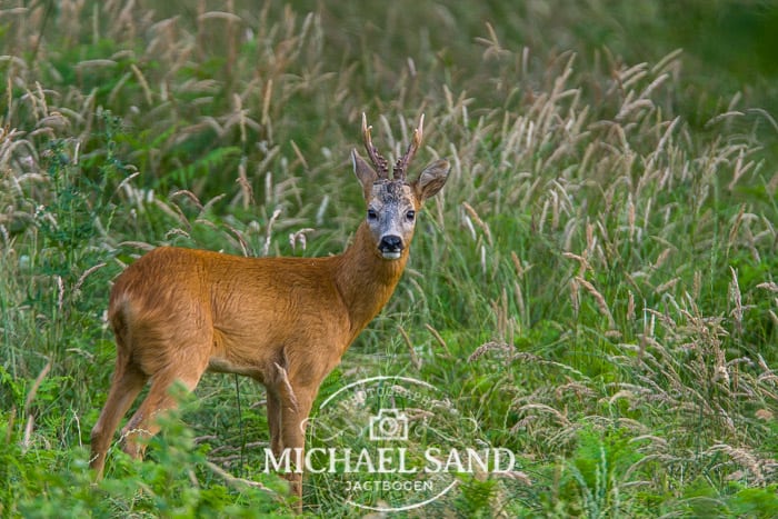 Jagt udlejes i Nakke Skov