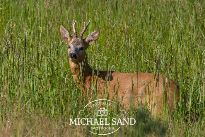 EU kommisær vil forbyde forårsjagt på råbukke