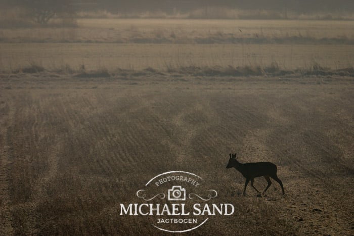 TV: Antallet af vildtpåkørsler stiger i Vestjylland