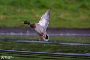 And på grillen med æble og rørsukker