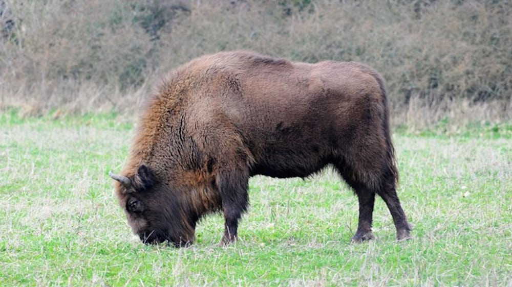 Bornholm: NS overvejer lukning af bisonindhegningen Den europæiske bison - fra næsten uddød til udsat