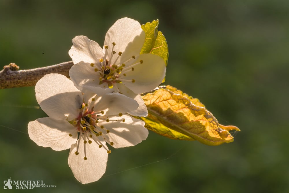 Pas godt på bierne Pas godt på bierne