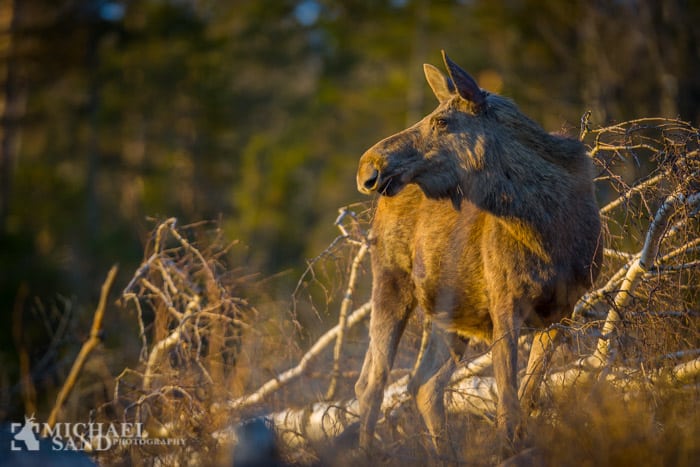 Jagtlejen styrtdykker i svenske ulveområder