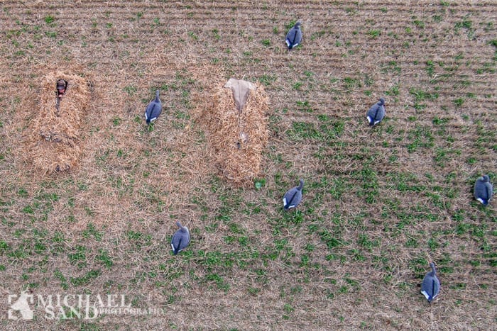 Kortnæbbede gæs ad libitum