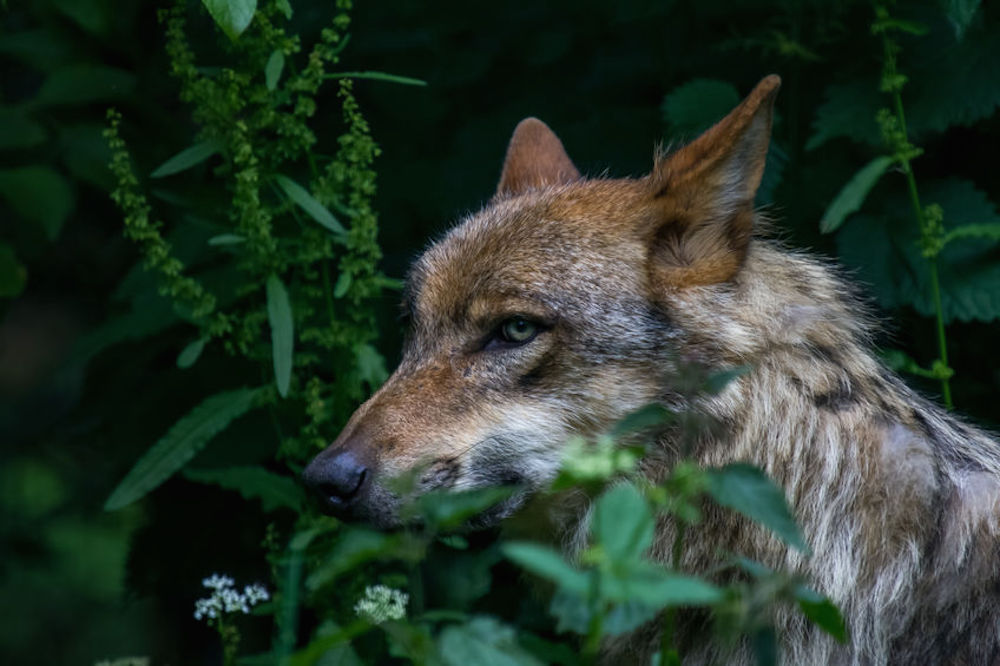 Ulvefrygten i Kolding bluser op Grey wolf