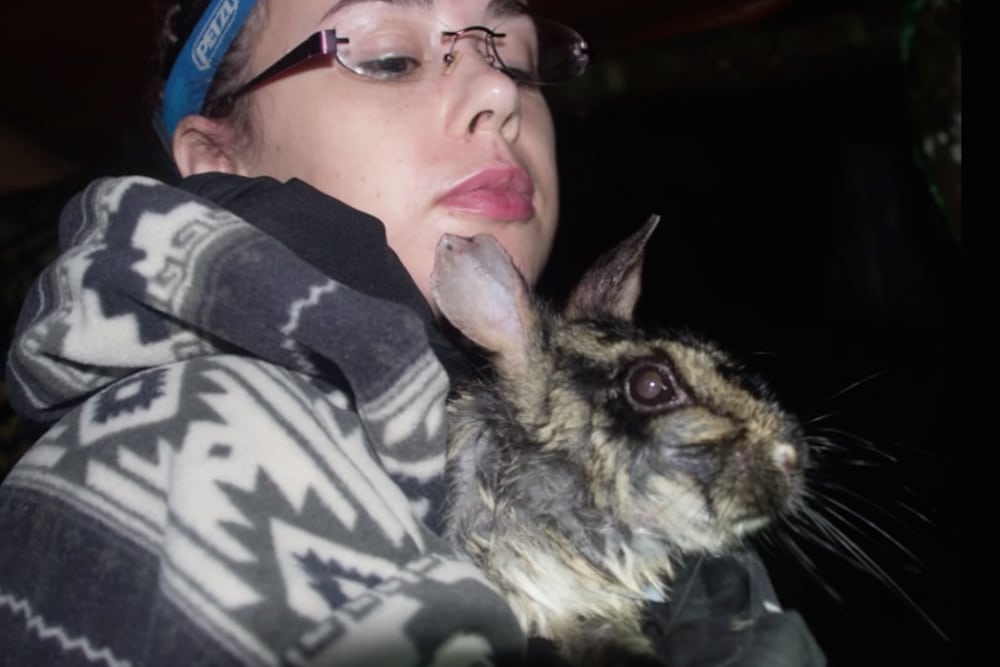 Ny kaninart opdaget i Vietnam