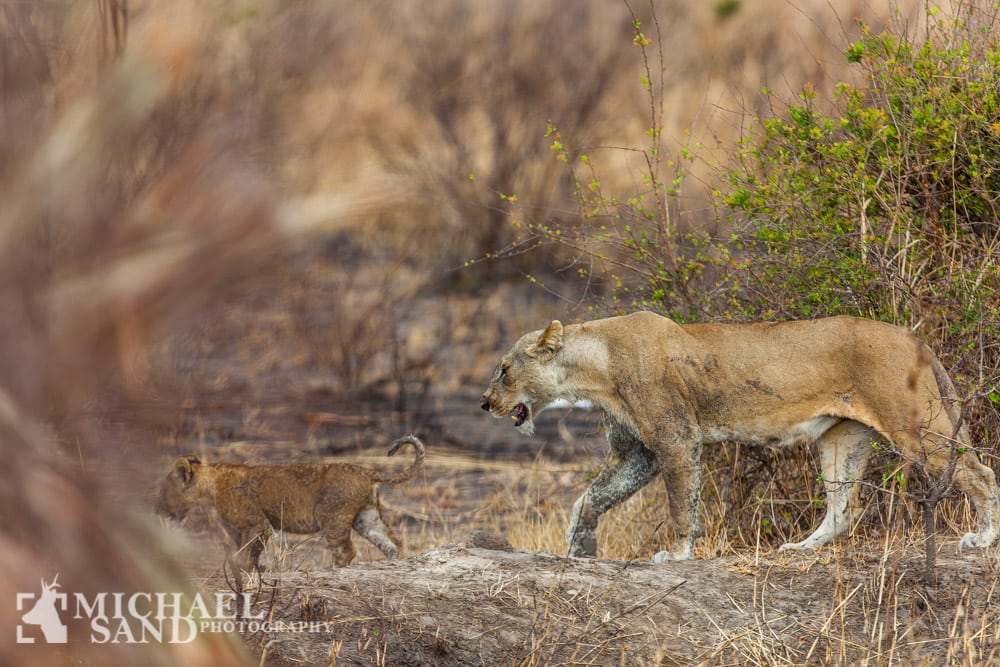 Løver tilbage efter folkemordet Rawanda