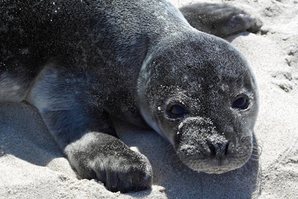Sælunger kan godt klare sig selv Sælunger kan godt klare sig selv