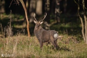 Sikavildtet - skovens grå spøgelser