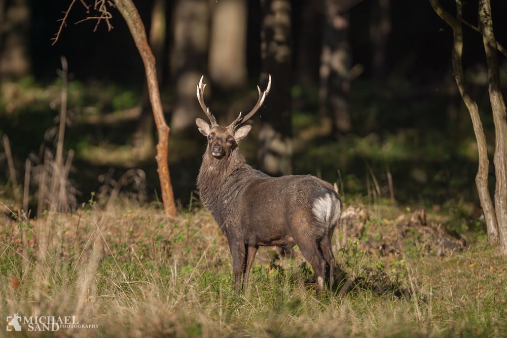 Sikavildt Sikavildtet - skovens grå spøgelser