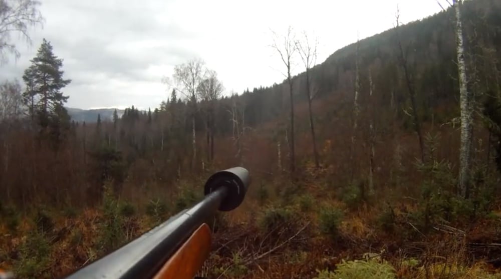 VIDEO: 20-takker elg nedlægges i Sverige VIDEO: 20 takker elg nedlægges i Sverige