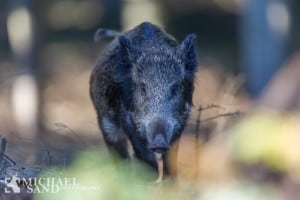 Vildsvinet – hjemhørende men uønsket i Danmark Vildsvin spiddet under frontal angreb
