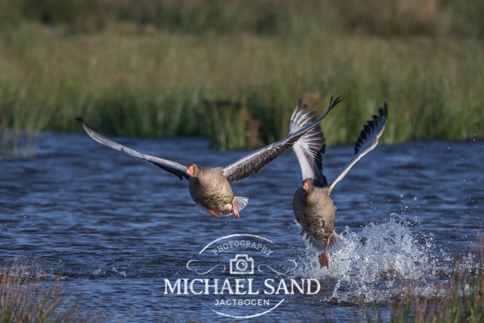 400.000 gæs skal måske gasses i Holland Husk at indberette vildtudbytte