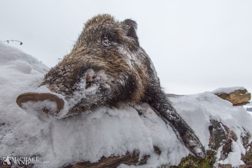 VIDEO: Jagtgolden i aktion mod godt 100 kg keiler VIDEO Jagtgolden i aktion mod godt 100 kg keiler